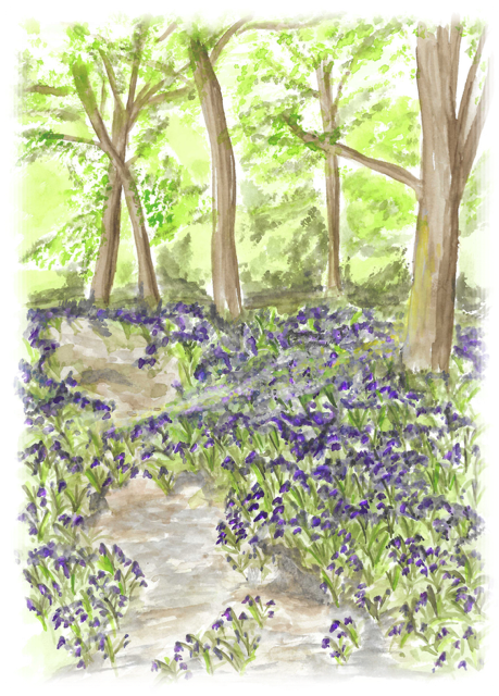Bluebell Walk